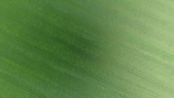 小麦田的质地。在田野上的年轻的绿色小麦的背景。来自无人机的照片。麦田的空中照片 — 图库视频影像