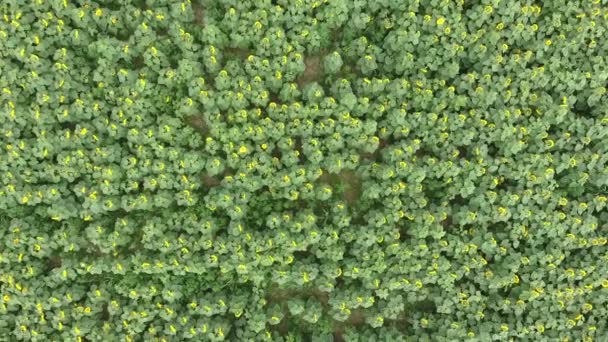 Ovanifrån av blommor av solros. Ett fält av solrosor. — Stockvideo