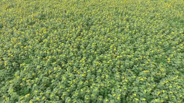 Blick von oben auf die Blumen der Sonnenblume. ein Feld mit Sonnenblumen. — Stockvideo