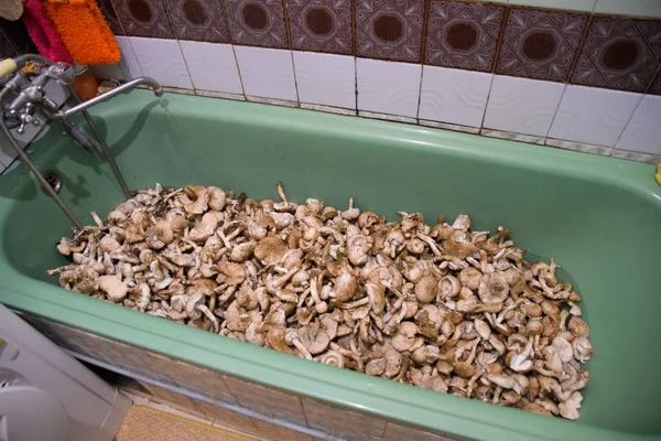 Feldchampignons. Speisepilz. Pilze im Badezimmer. Ich bin — Stockfoto