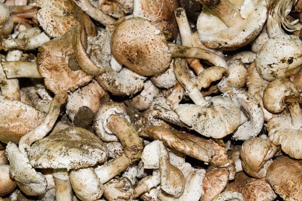 Польові чемпіони. Їстівні гриби. Текстура тла грибів — стокове фото