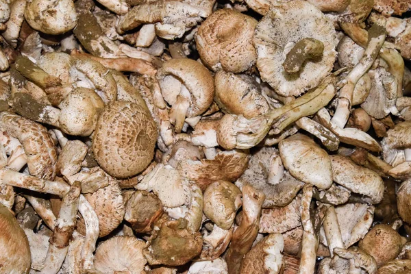 Feldchampignons. Speisepilz. Pilze Hintergrund Textur — Stockfoto