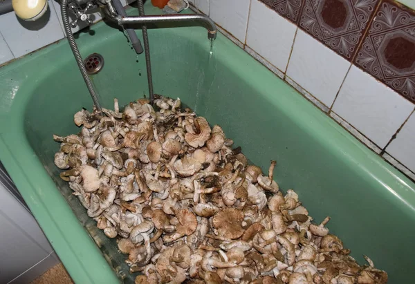 Pole žampiony. Jedlé houby. Houby v koupelně. M — Stock fotografie