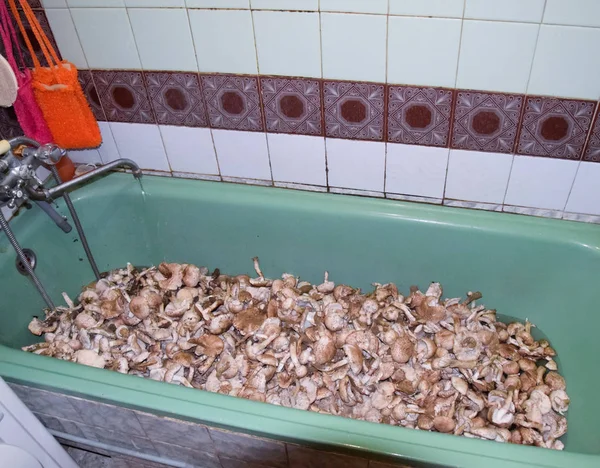 Feldchampignons. Speisepilz. Pilze im Badezimmer. Ich bin — Stockfoto