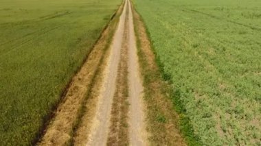 İki alan arasında toprak yol. Bezelye ve buğday alanları. Buğday alanının üstten görünüm. Bir buğday alanın üzerinde uçan.