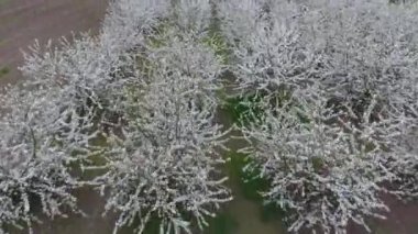 Prunus avium çiçekli kiraz. Bir ağaç dalı kiraz çiçekleri