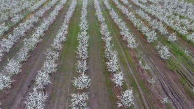 Prunus avium çiçekli kiraz. Bir ağaç dalı kiraz çiçekleri