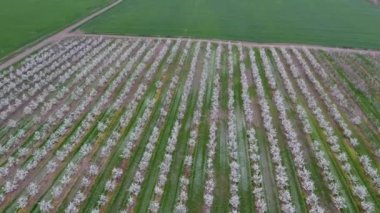 Prunus avium çiçekli kiraz. Bir ağaç dalı kiraz çiçekleri
