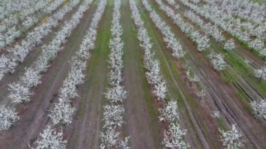 Prunus avium çiçekli kiraz. Bir ağaç dalı kiraz çiçekleri