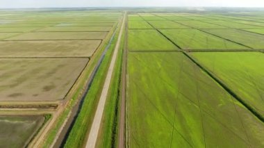 Pirinç tarlaları su basmış. Sular altında pirinç paddies. Alanları pirinç büyüyen Agronomik yöntemleri
