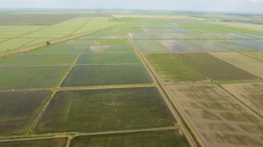 Pirinç tarlaları su basmış. Sular altında pirinç paddies. Alanları pirinç büyüyen Agronomik yöntemleri