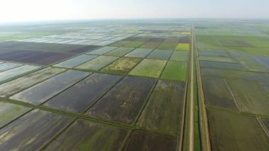 Pirinç tarlaları su basmış. Sular altında pirinç paddies. Alanları pirinç büyüyen Agronomik yöntemleri