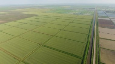 Pirinç tarlaları su basmış. Sular altında pirinç paddies. Alanları pirinç büyüyen Agronomik yöntemleri