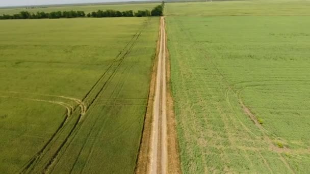 两个田地之间的泥土路。豌豆田和麦田。小麦田的顶部视图。飞越麦田. — 图库视频影像