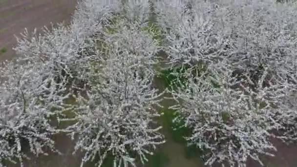 Prunus avium Flowering cherry. Cherry flowers on a tree branch — Stock Video