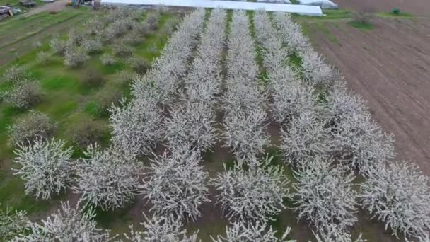 Prunus Avium Kwitnienia Wiśni Wiśniowe Kwiaty Gałęzi Drzewa — Wideo stockowe