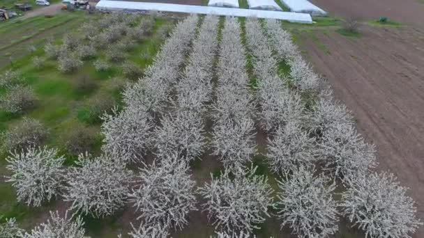 Prunus avium kwitnienia wiśni. Wiśniowe kwiaty na gałęzi drzewa — Wideo stockowe