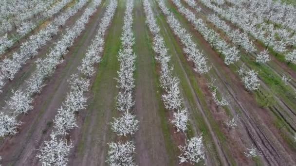 Квітуча вишня Prunus avium. Квіти вишні на гілці дерева — стокове відео