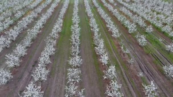 Prunus avium virágzás cseresznye. Cseresznye virágok a fa ága — Stock videók