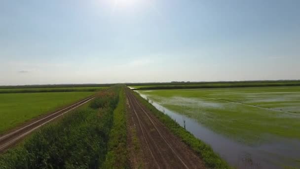 Os arrozais estão inundados de água. Almofadas de arroz inundadas. Métodos agronômicos de cultivo de arroz nos campos — Vídeo de Stock