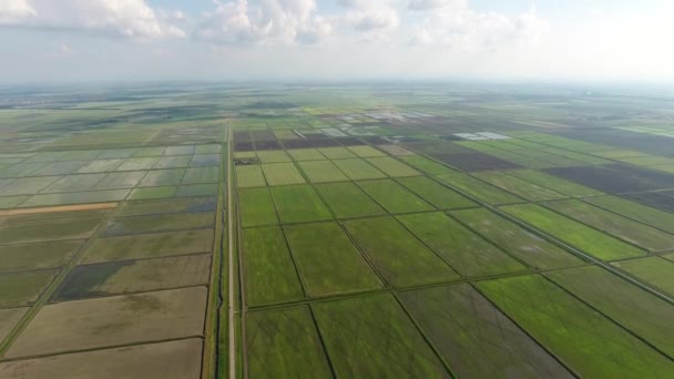 田んぼは水があふれています。湛水の田んぼ。フィールドで稲作の栽培方法 — ストック動画
