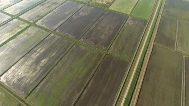 Рисові поля затоплені водою. Затоплені рисові тарілки. Агрономічні методи вирощування рису на полях — стокове відео