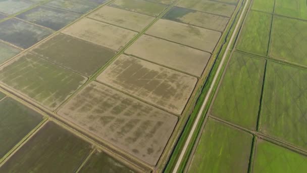 Die Reisfelder sind mit Wasser überflutet. überflutete Reisfelder. agronomische Anbaumethoden für Reis auf den Feldern — Stockvideo