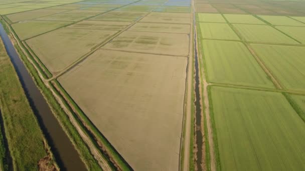 Ορυζώνες Είναι Πλημμυρισμένο Νερό Πλημμυρισμένες Ορυζώνες Γεωπονική Μεθόδους Καλλιέργειας Ρυζιού — Αρχείο Βίντεο