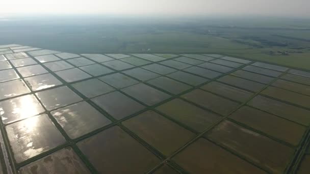 Рисовые поля затоплены водой. Затопленные рисовые поля. Агрономические методы выращивания риса на полях — стоковое видео