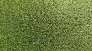 Yeşil buğday olgunlaşma dalgalanan spikelets rüzgar. Buğday alan üstten görünüm