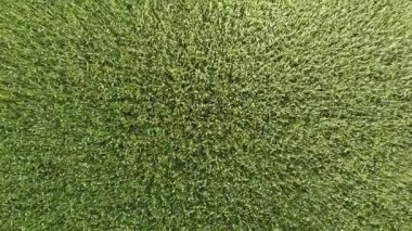 Yeşil buğday olgunlaşma dalgalanan spikelets rüzgar. Buğday alan üstten görünüm.