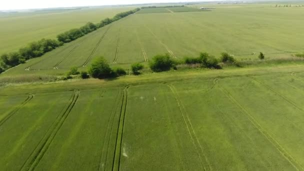 Vista superior do campo de trigo. Voando sobre um campo de trigo . — Vídeo de Stock