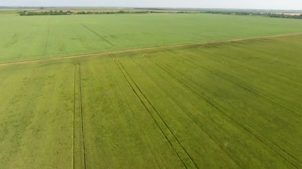 Pohled shora z pole pšenice. Létání v pšeničné pole. — Stock video