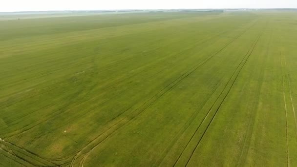 Bovenaanzicht van het tarweveld. Vliegen over een tarweveld. — Stockvideo