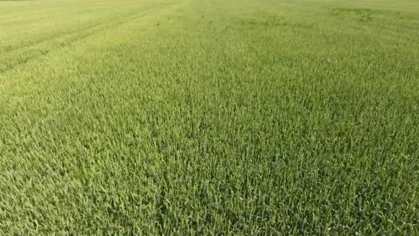 Yeşil buğday olgunlaşma dalgalanan spikelets rüzgar. Buğday alan üstten görünüm — Stok video