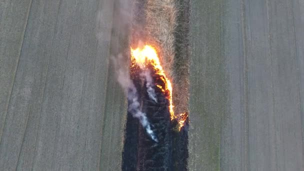 Herbe sèche et roseau brûlant le long des rives du canal d'irrigation — Video