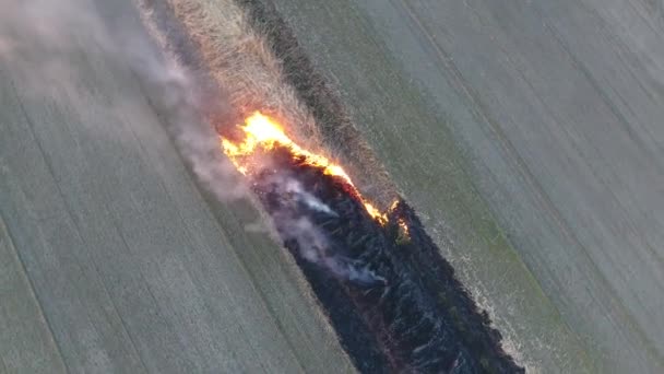 Trockenes Gras und Schilf brennen am Ufer des Bewässerungskanals — Stockvideo