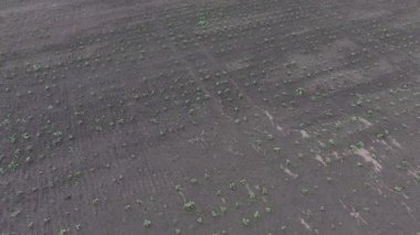 Ayçiçeği tohumu tarlası. Filizli bahar tarlası. Ayçiçeği tarlası