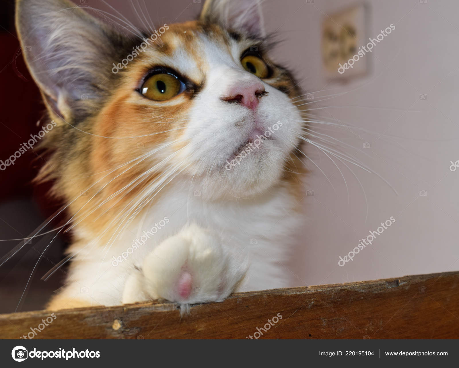 Chat Et Chaton Sur La Fenetre Photographie Leonid Eremeychuk C Chat Et Chaton Sur La Fenetre Photographie Leonid Eremeychuk C