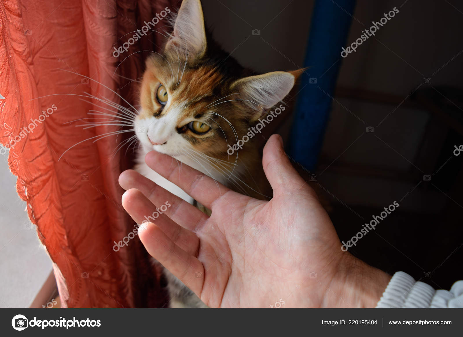 Chat Maine Coon Chat Geant Maine Coon Elevage De Chats De Race Pure A La Maison Image Libre De Droit Par Leonid Eremeychuk C
