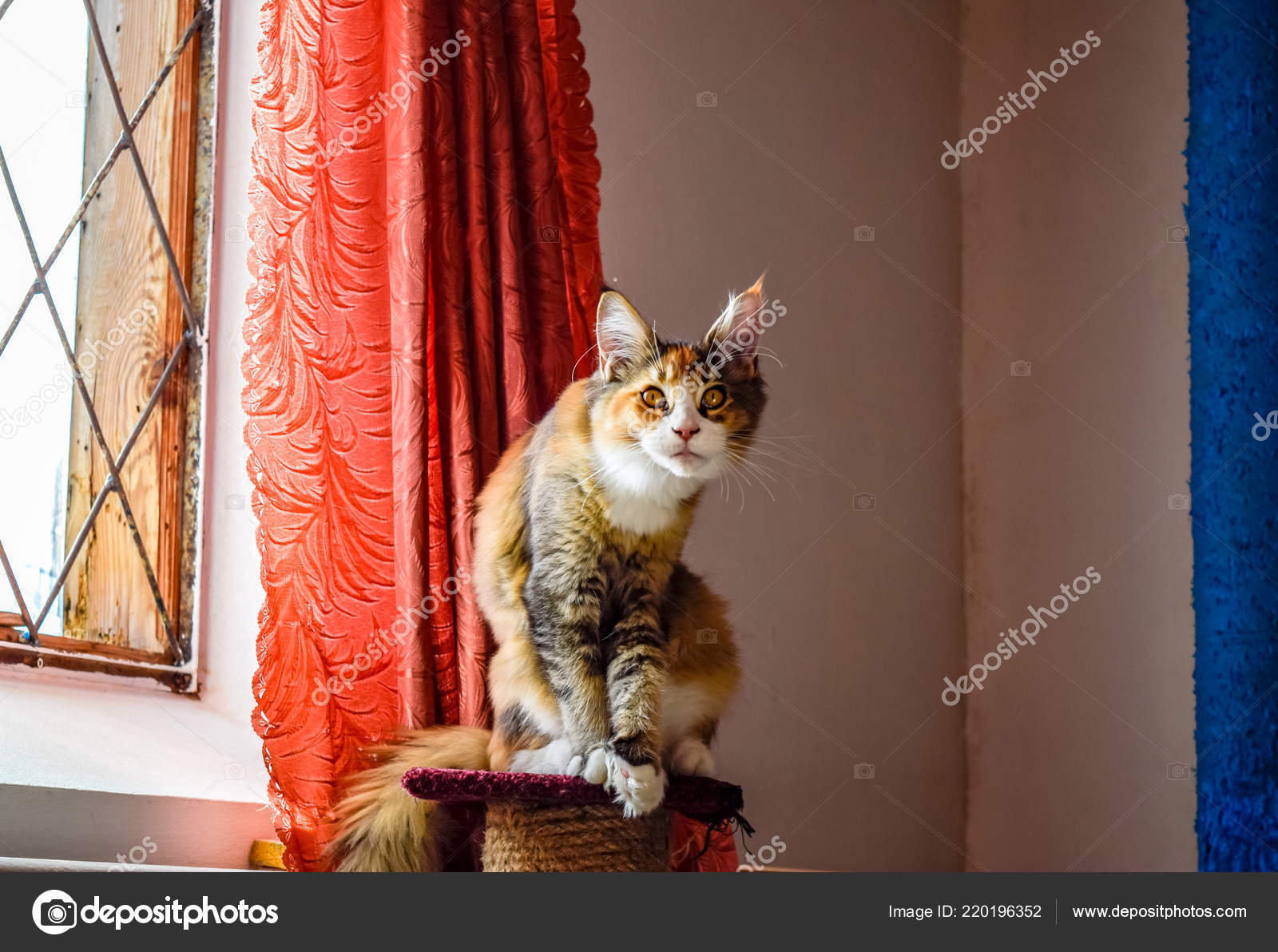 Kitten Kitten Kitten Kitten Photographie Leonid Eremeychuk C