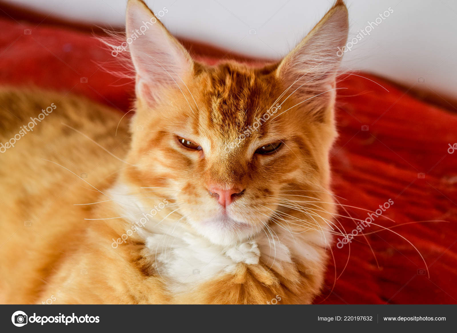 Maine Coon Katze Riese Maine Coon Katze Zucht Von