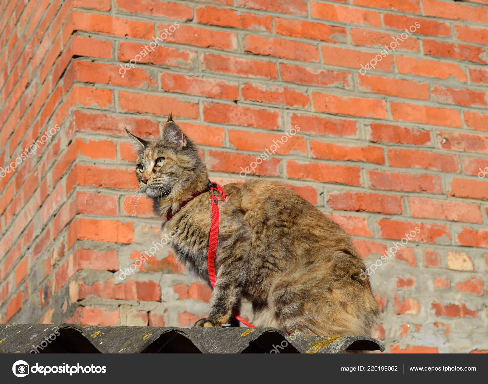 Chat Maine Coon Chat Geant Maine Coon Elevage De Chats De Race Pure A La Maison Image Libre De Droit Par Leonid Eremeychuk C
