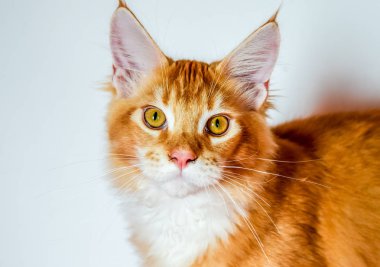 Maine Coon Kedi dev maine coon kedi. Damızlık safkan kediler evde