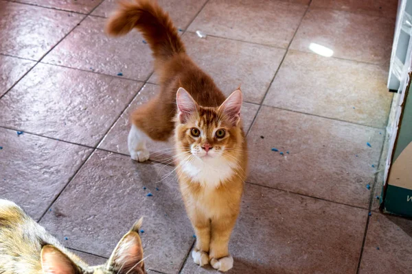 Мэн Кун кот Гигантский Мэн Кун кот. Разведение чистокровных кошек дома — стоковое фото