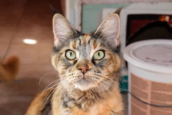 Maine Coon katt jätte maine coon katt. Uppfödning av renrasiga katter hemma — Stockfoto