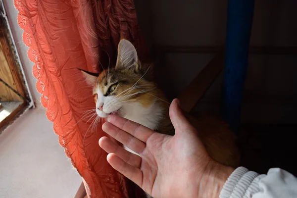 Мейн Кун кішка гігант Мейн Кун кішка. Розведення чистокровних кішок в домашніх умовах — стокове фото