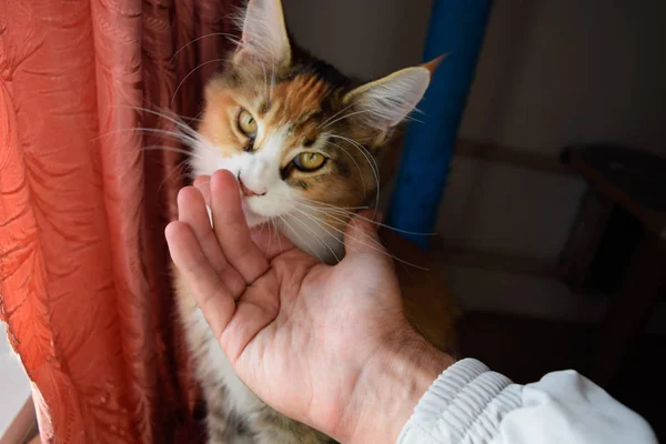 Maine Coon kočky Giant Mainská mývalí kočka. Chov čistokrevných koček v domácnosti — Stock fotografie