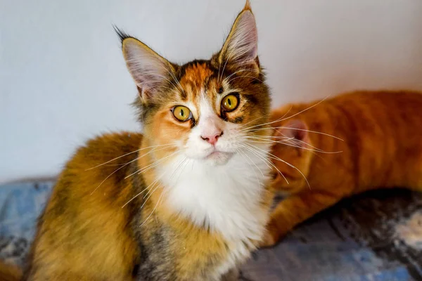 Maine Coon kočky Giant Mainská mývalí kočka. Chov čistokrevných koček v domácnosti — Stock fotografie