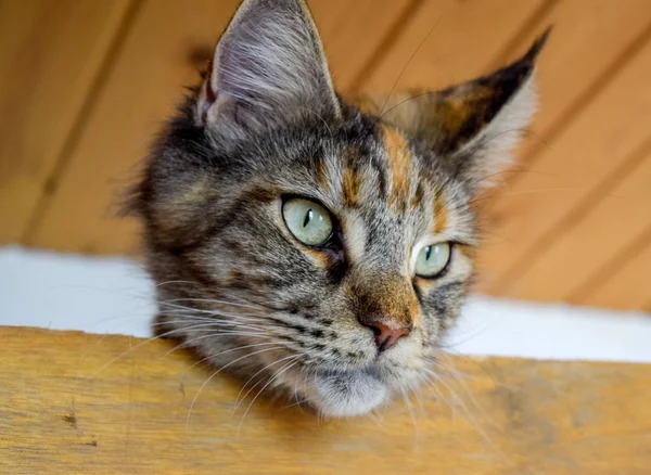 Maine Coon katt jätte maine coon katt. Uppfödning av renrasiga katter hemma — Stockfoto